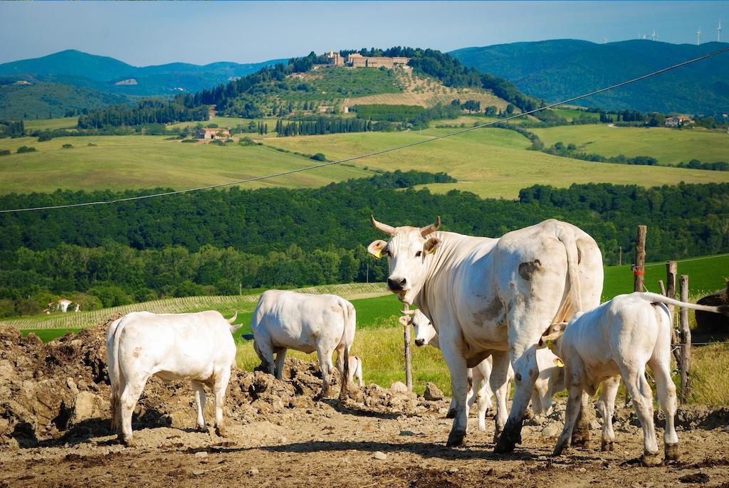 Agriturismo Il Canterino 瓜尔迪斯塔洛 外观 照片